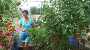 6 соток 5 августа 2024 года. Хроника.