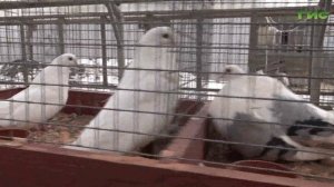 Житель Самары разводит породистых голубей