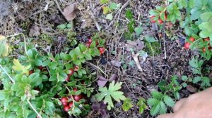 Новое о сидератах, белом клевере и заботах садовода.