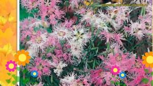 Гвоздика пышная Смесь окрасок. Краткий обзор, описание характеристик dianthus superbus Smes' okraso
