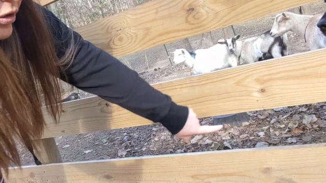 Kidding Plan 2023~ Medicinal use of Rosemary ~ Are goats escape artists?i смотреть онлайн