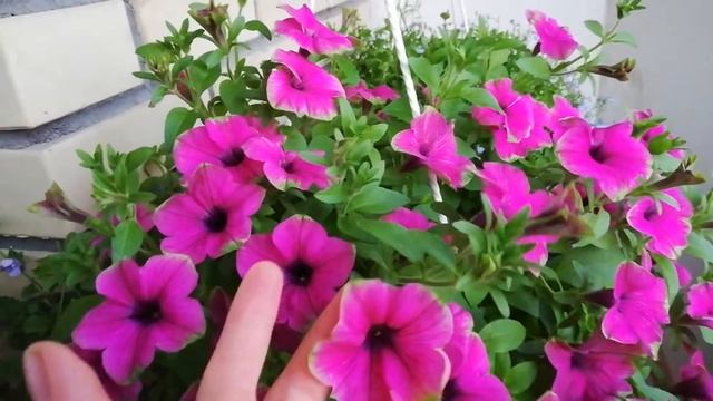 Петуния "Cascadias pitaya".#петуния смотреть онлайн