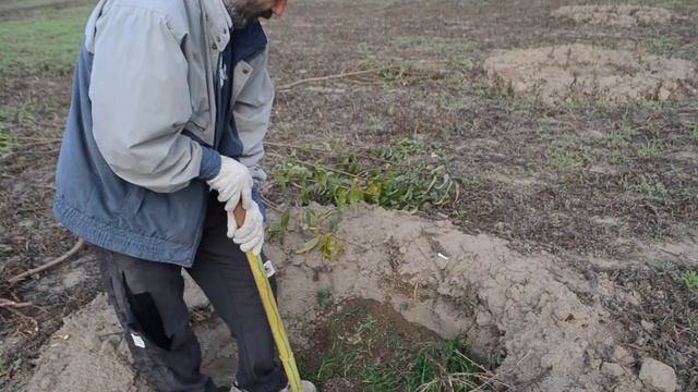Бізнес в селі Выращивание Персиков, Орехов. Идея для бизнеса будущего. смотреть онлайн