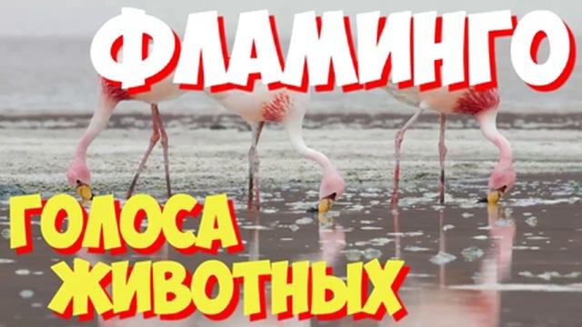 Голоса птиц и звуки животных. Звуки природы слушать онлайн ФЛАМИНГО