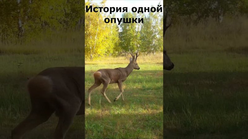 История одной опушки