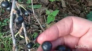 Изюмная черная смородина