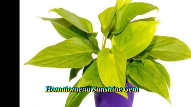 HOMALOMENA SPECIES /RARE QUEEN OF HEARTS @margiepulido21 смотреть онлайн