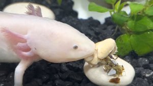 Аксолотль укусил человека. Больно ли кусается аксолотль? #axolotl #аксолотль