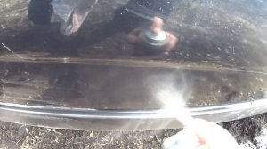 Веста после зимовки. Тзабудни.