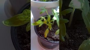 Томат F1 Бабушкин подарок