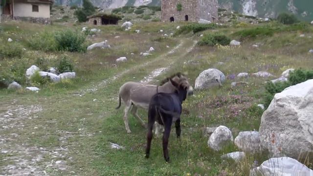 Забавные ослики альплагеря Безенги