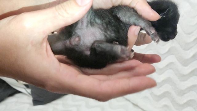 Как безошибочно определить пол котенка