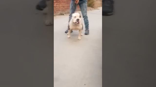 American bully Top Quality In Affordable Price pets zoo Punjab breeding