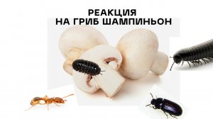 Реакция на гриб шампиньон. Мокрицы, кивсяки, муравьи, жук знахарь.