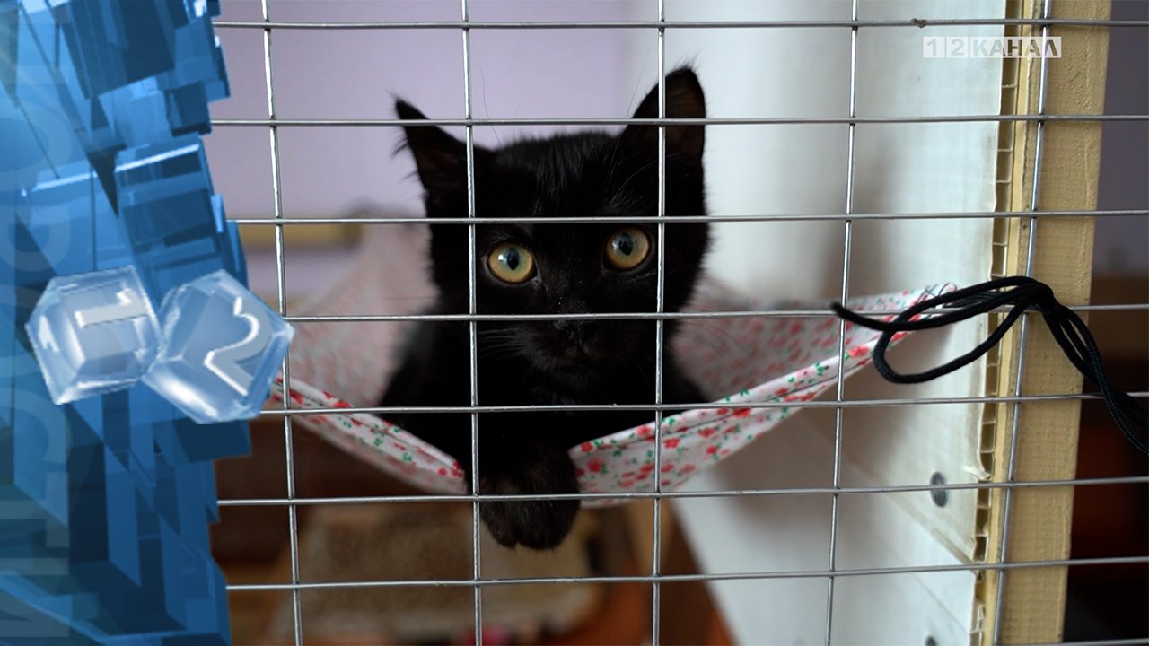 «В добрые руки» 14.03.2024г смотреть онлайн