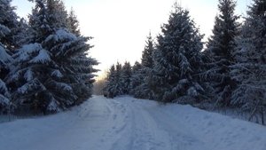 Дикая ТРЕШ Колонка от MOMO BD-5000.1