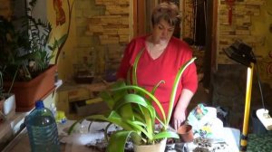 Гемантус ( ОЛЕНИЙ ЯЗЫК) . КОМНАТНЫЕ ЛУКОВИЧНЫЕ РАСТЕНИЯ