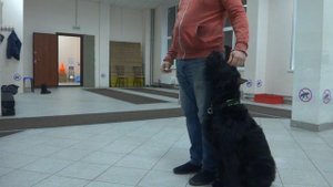 Ризеншнауцер Шерри. Занятие по дрессировке (ОКД): обучение команде Рядом. Тольятти, 3 марта 2018.