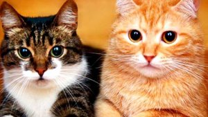 Простые способы отучить кошку будить вас среди ночи ради еды