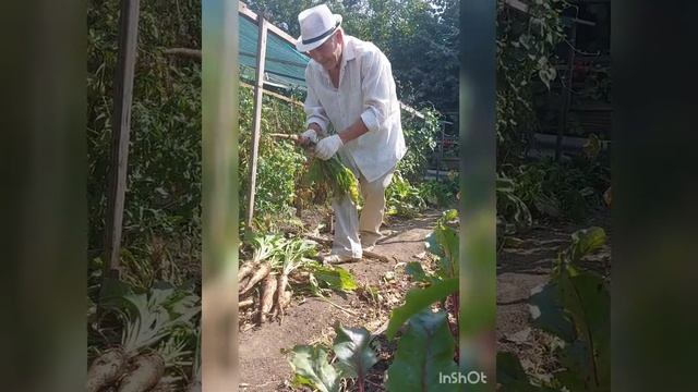 Как я выращиваю культурный цикорий у себя на участке. смотреть онлайн