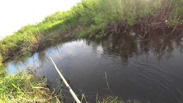 В этом ручейке рыбы не мерено! #рыбалканапаук.mp4