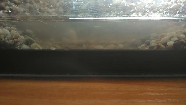 Аквариумный планктон смотреть онлайн