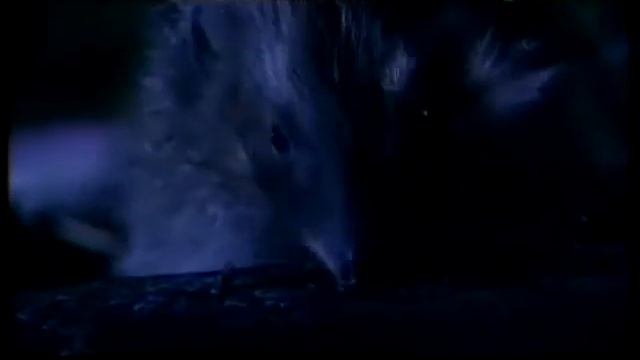 Садовый воин Тайная жизнь европейского ежа смотреть онлайн