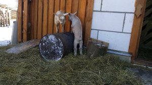 Козлятушки ребятушки. Козьи танцы.