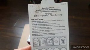 Посылка из Подворья. Роза модная новинка от Тантау Strandperle Norderney.