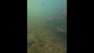 Подводные съемки хариуса и форели. Раздразнил хариуса на поклевку!!!