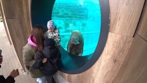 МОСКОВСКИЙ ЗООПАРК / МОРЖ ДРЕССИРОВАННЫЙ / FUNNY VIDEO FOR KIDS / ВИДЕО ДЛЯ ДЕТЕЙ / ДЕТСКИЙ КАНАЛ