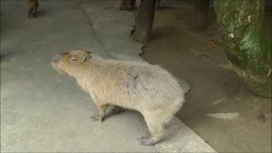 Capybara Barks. The Sound A Capybara Makes As A Warning.