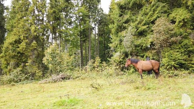Релакс відео, Україна, гори, коні/Relax video, Ukraine, mountains, horses/ウクライナ、山、馬、馬の群れ 4K смотреть онлайн