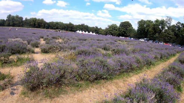 Lavender Farm with Friends смотреть онлайн