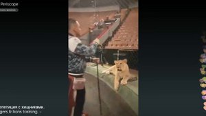 Tigers & lions training. Askold Zapashny. Репетиция с хищниками. Аскольд Запашный.