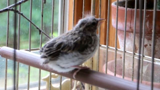 Два брата спасли и вырастили птенца, выпавшего из гнезда, они и представить не могли каким он стане смотреть онлайн