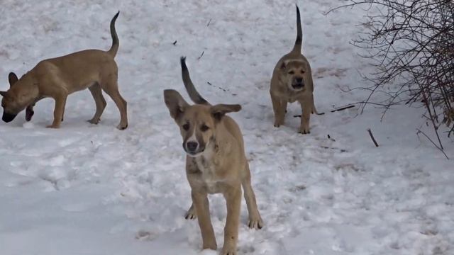 Щенки в добрые руки смотреть онлайн