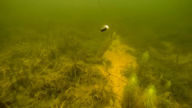 7 Days/ Day 7: Fishing & Feeding Pike, Lures vs Deadbait. 7 Дней/ День 7: щука, рыбалка и кормление смотреть онлайн