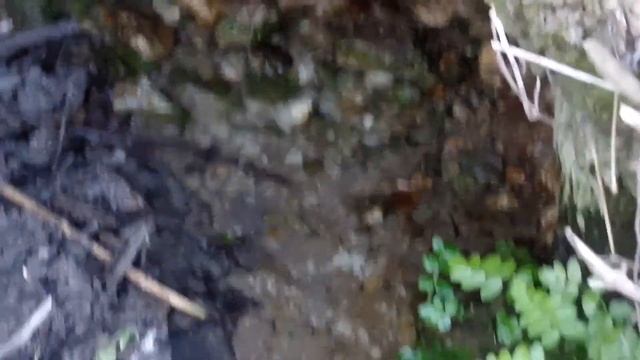 VLOG: цветущие вишни, Кировоградские родники, лесопарковая зона смотреть онлайн