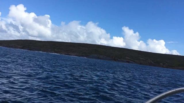 Австралия.Кейдж Шарк Дайвинг из Порт Линкольн с 'Калипсо" около "Нептуновых Островов".Сентябрь2018 смотреть онлайн