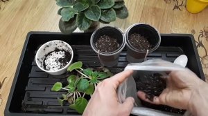 Как спасти погибающую фиалку. Фиалка повяла из-за пересушки земляного кома