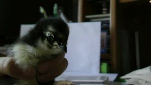 инкубатор блиц72 вылупление цыплят. Уход за цыплятами в первую неделю жизни.