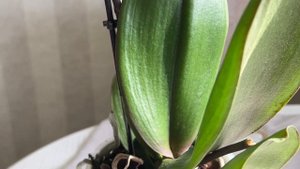 Орхидея Сого Лоуренц. ( Phal Sogo Lawrence)