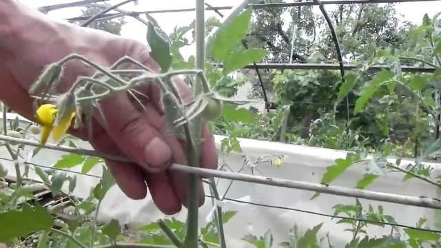 Подвязка помидор. Как правильно подвязывать помидоры - маленькие секреты. смотреть онлайн