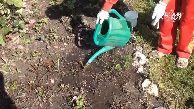 Земляничный клещ. Защита. Сайт "Садовый мир" смотреть онлайн