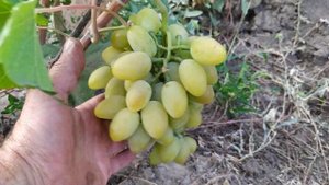 Интересные формы винограда Сон Анжелики и Бонжур ,автор Калугин В.М. на моем участке,конец августа.