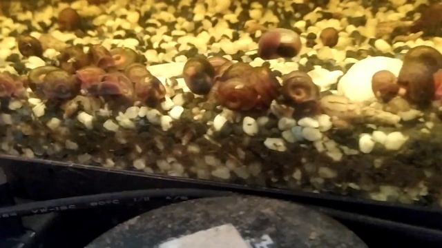 не повторяйте ошибок , улитки катушки в общем аквариуме #улитка катушка#аквариумистика #разводня смотреть онлайн