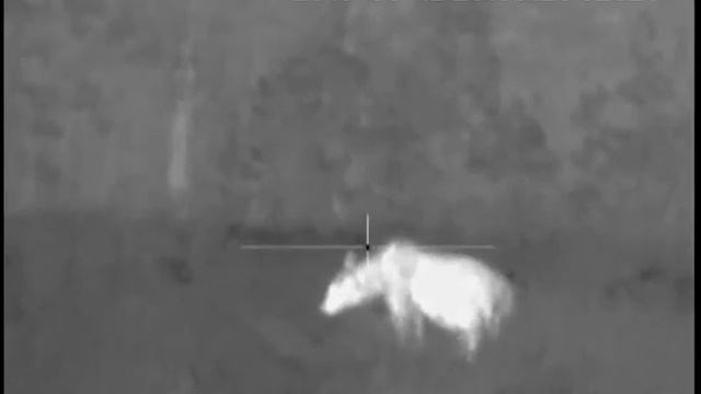 Наблюдение за Медведем Pulsar Apex XD75 смотреть онлайн