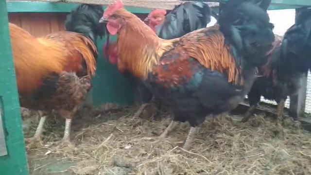 Петухи юрловские 8 месяцев смотреть онлайн