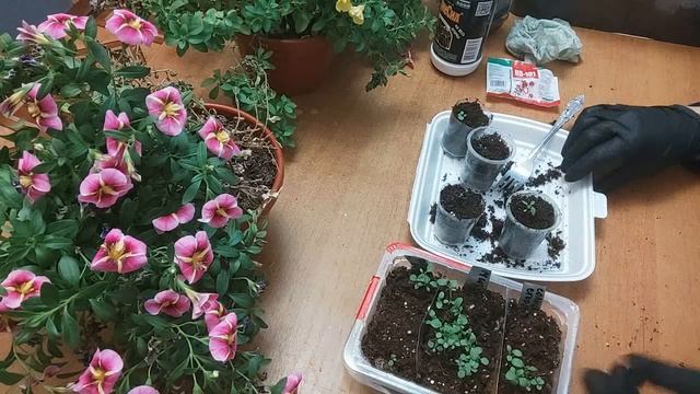 КАЛИБРАХОА ИЗ СВОИХ СЕМЯН!